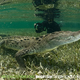 Illustration for article titled Sunday Crocodilian - Crocodylus acutus Edition